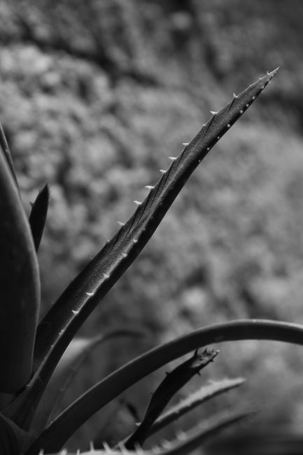 Aloe Vera Leaf Harvesting