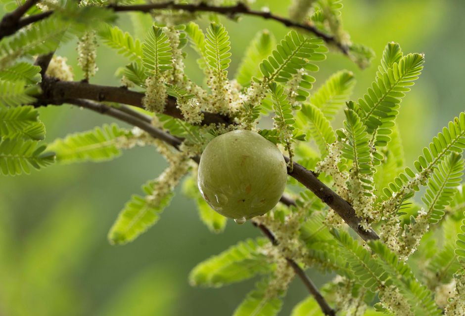 Amla (Indian Gooseberry)
