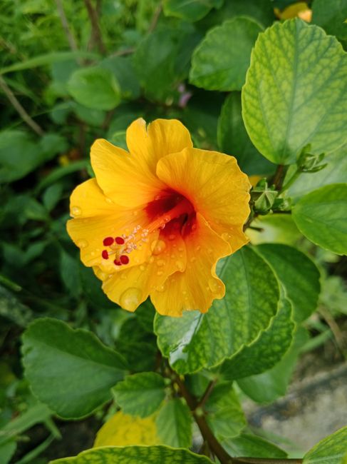 Hibiscus (Jaba)