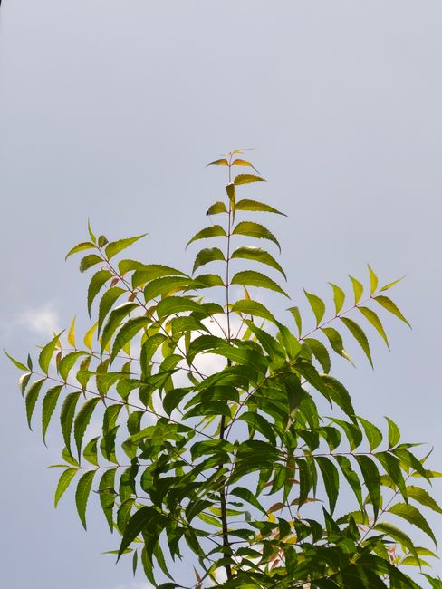 Neem