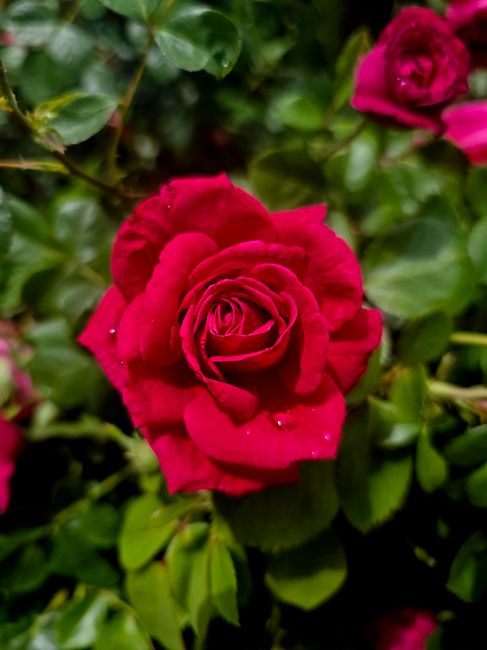 Rose (Gulab)