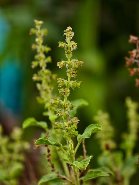 Tulsi (Holy Basil)